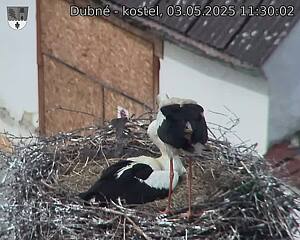 Capi_Dubne_20250503_113002.jpg (1350 x 1080)