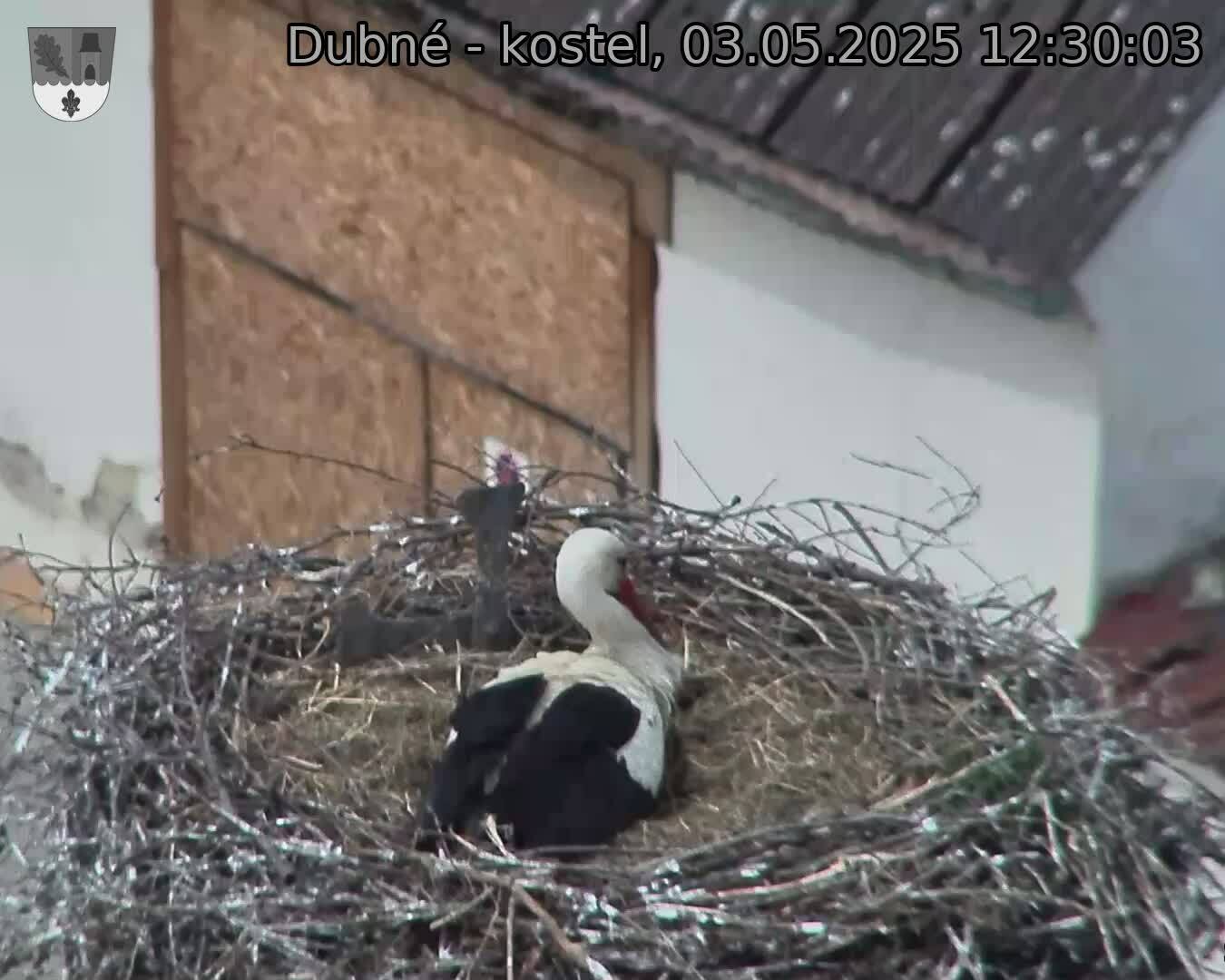 Capi_Dubne_20250503_123003.jpg (1350 x 1080)