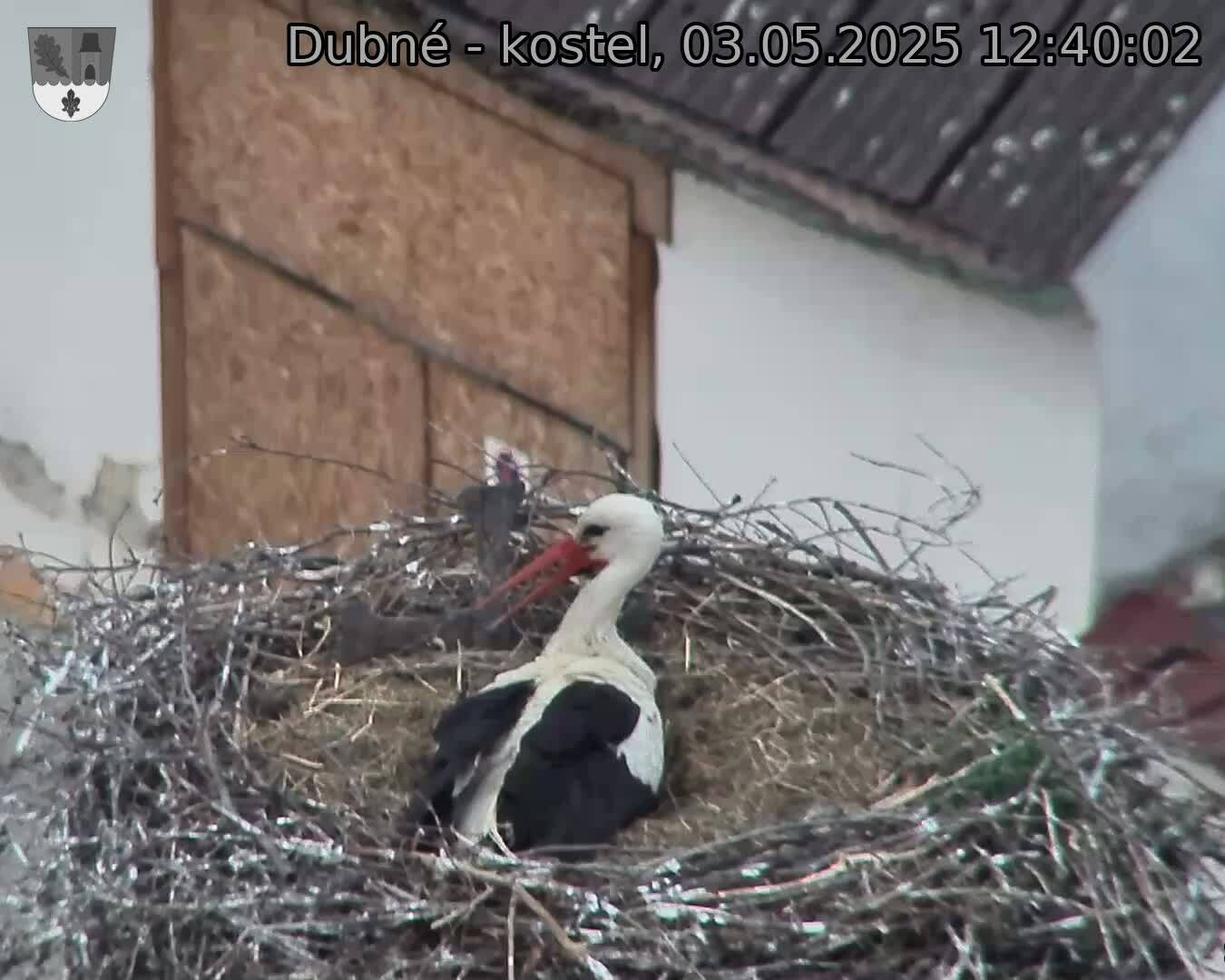 Capi_Dubne_20250503_124002.jpg (1350 x 1080)