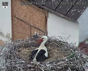 Capi_Dubne_20250503_124002.jpg (1350 x 1080)
