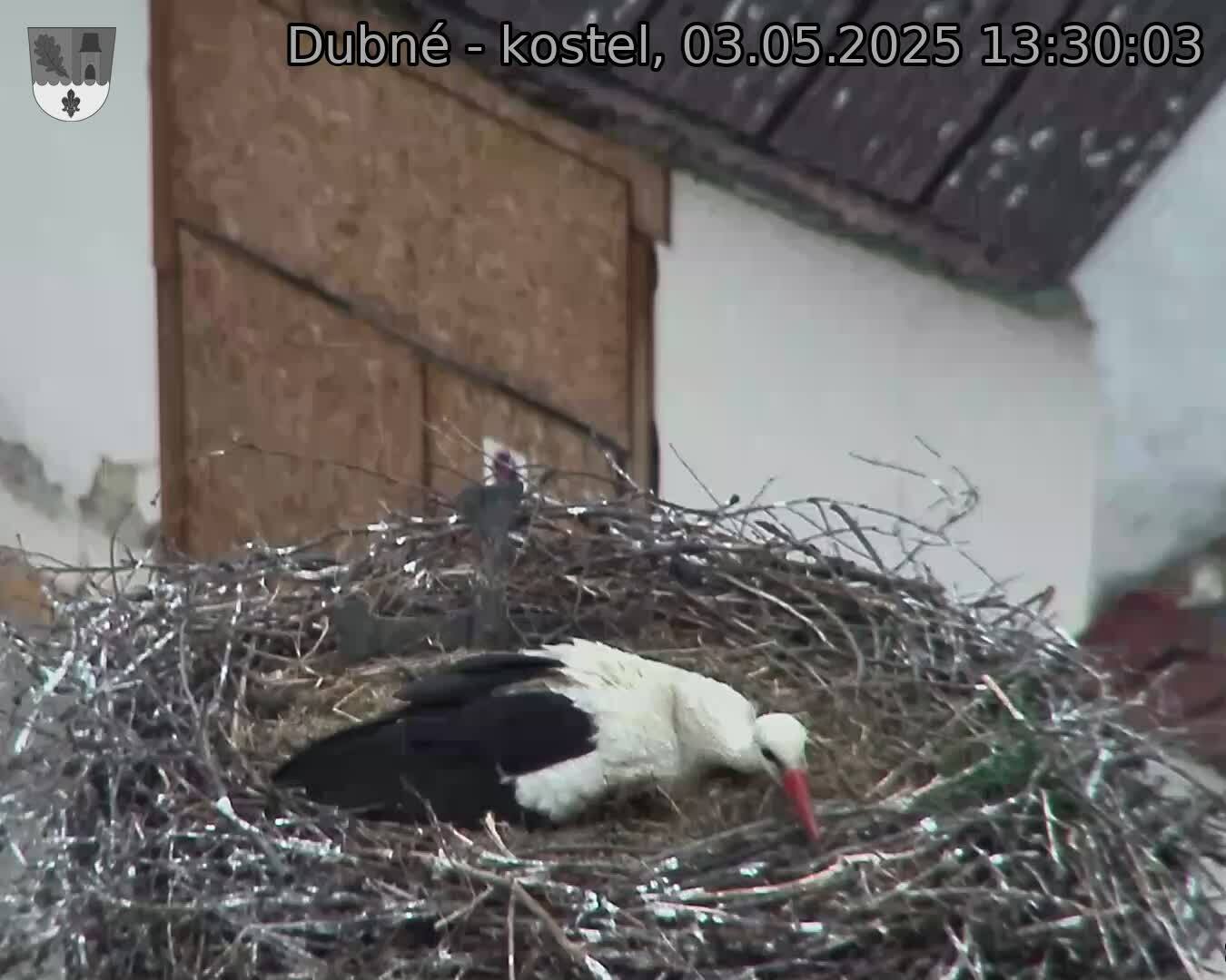 Capi_Dubne_20250503_133003.jpg (1350 x 1080)