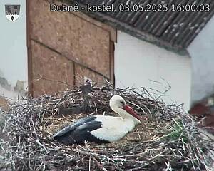 Capi_Dubne_20250503_160003.jpg (1350 x 1080)