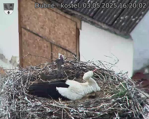 Capi_Dubne_20250503_162003.jpg (1350 x 1080)