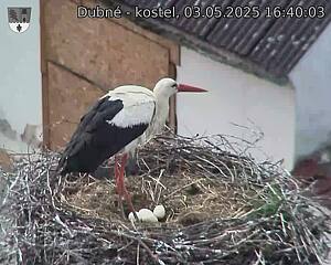 Capi_Dubne_20250503_164003.jpg (1350 x 1080)