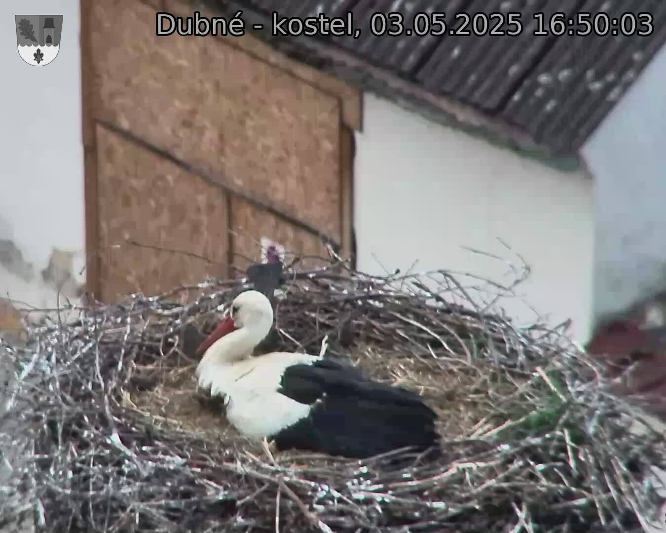 Capi_Dubne_20250503_165003.jpg (1350 x 1080)