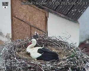 Capi_Dubne_20250503_165003.jpg (1350 x 1080)