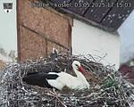 Capi_Dubne_20250503_171503.jpg