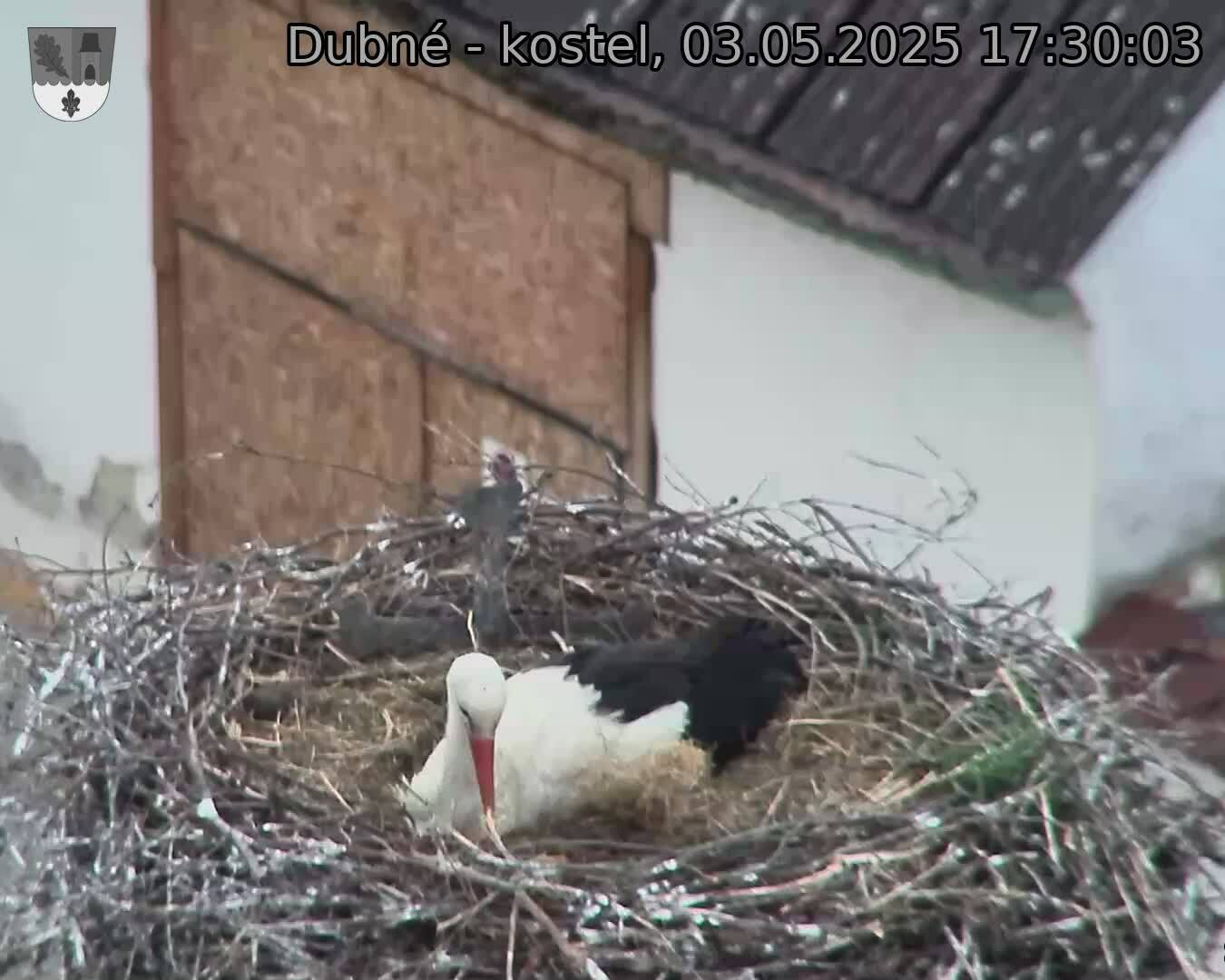 Capi_Dubne_20250503_173003.jpg (1350 x 1080)