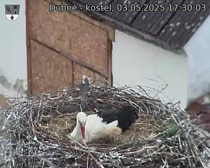 Capi_Dubne_20250503_173003.jpg (1350 x 1080)