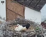 Capi_Dubne_20250503_173503.jpg
