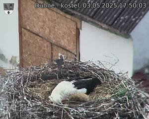 Capi_Dubne_20250503_175003.jpg (1350 x 1080)