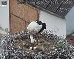 Capi_Dubne_20250503_175503.jpg