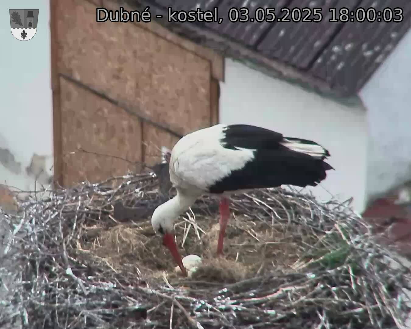Capi_Dubne_20250503_180003.jpg (1350 x 1080)
