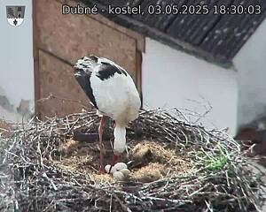 Capi_Dubne_20250503_183003.jpg (1350 x 1080)