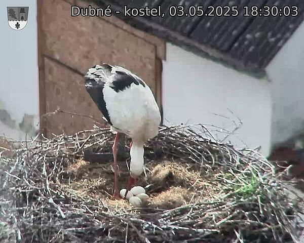 Capi_Dubne_20250503_183003.jpg (1350 x 1080)