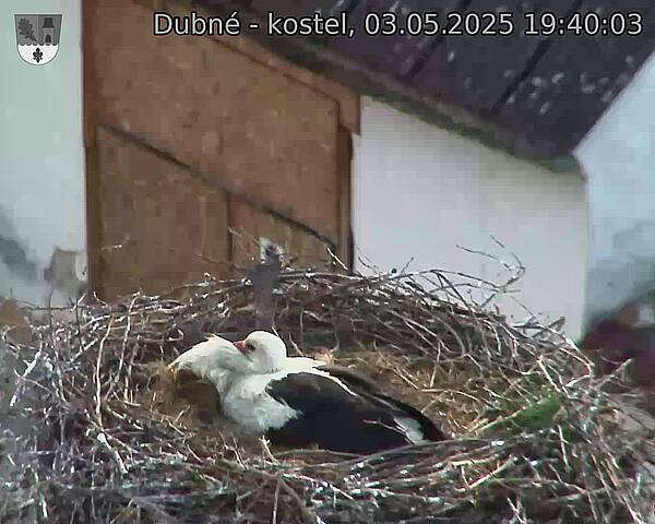 Capi_Dubne_20250503_194003.jpg (1350 x 1080)