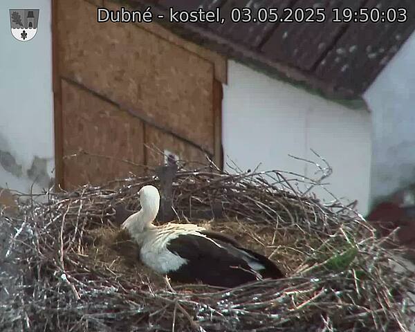Capi_Dubne_20250503_195003.jpg (1350 x 1080)