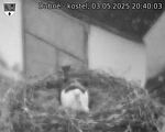 Capi_Dubne_20250503_204003.jpg