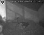 Capi_Dubne_20250503_222502.jpg