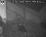 Capi_Dubne_20250503_231002.jpg