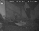 Capi_Dubne_20250504_012502.jpg