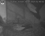 Capi_Dubne_20250504_024002.jpg