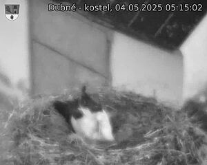 Capi_Dubne_20250504_051502.jpg (1350 x 1080)