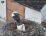 Capi_Dubne_20250504_065502.jpg