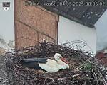 Capi_Dubne_20250504_083503.jpg