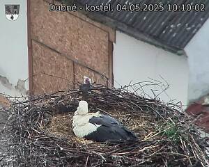 Capi_Dubne_20250504_101002.jpg (1350 x 1080)