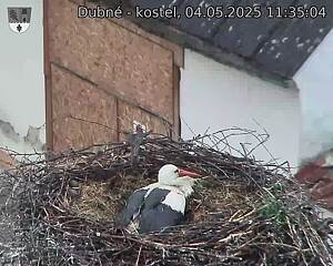 Capi_Dubne_20250504_113504.jpg (1350 x 1080)