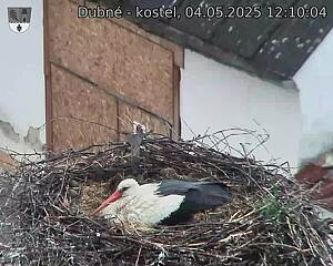 Capi_Dubne_20250504_121004.jpg (1350 x 1080)