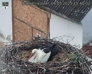 Capi_Dubne_20250504_154002.jpg (1350 x 1080)