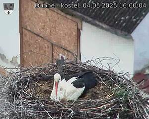 Capi_Dubne_20250504_160004.jpg (1350 x 1080)