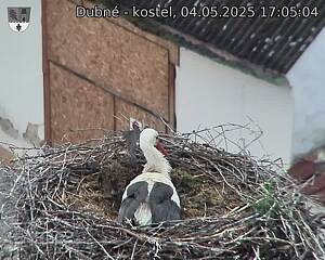 Capi_Dubne_20250504_170504.jpg (1350 x 1080)