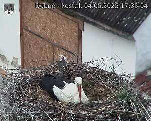 Capi_Dubne_20250504_173504.jpg (1350 x 1080)
