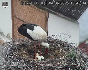 Capi_Dubne_20250504_174504.jpg (1350 x 1080)