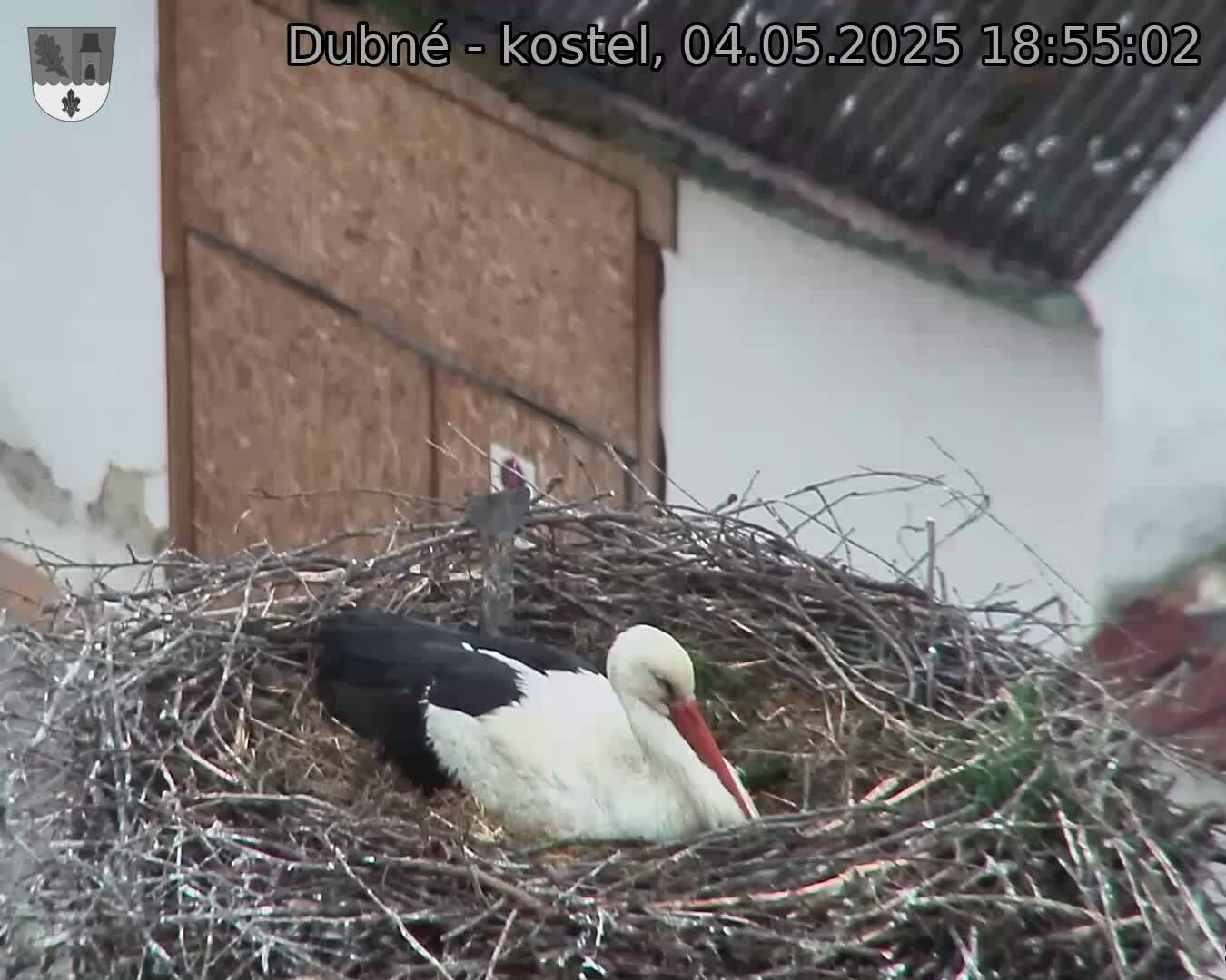 Capi_Dubne_20250504_185502.jpg (1350 x 1080)