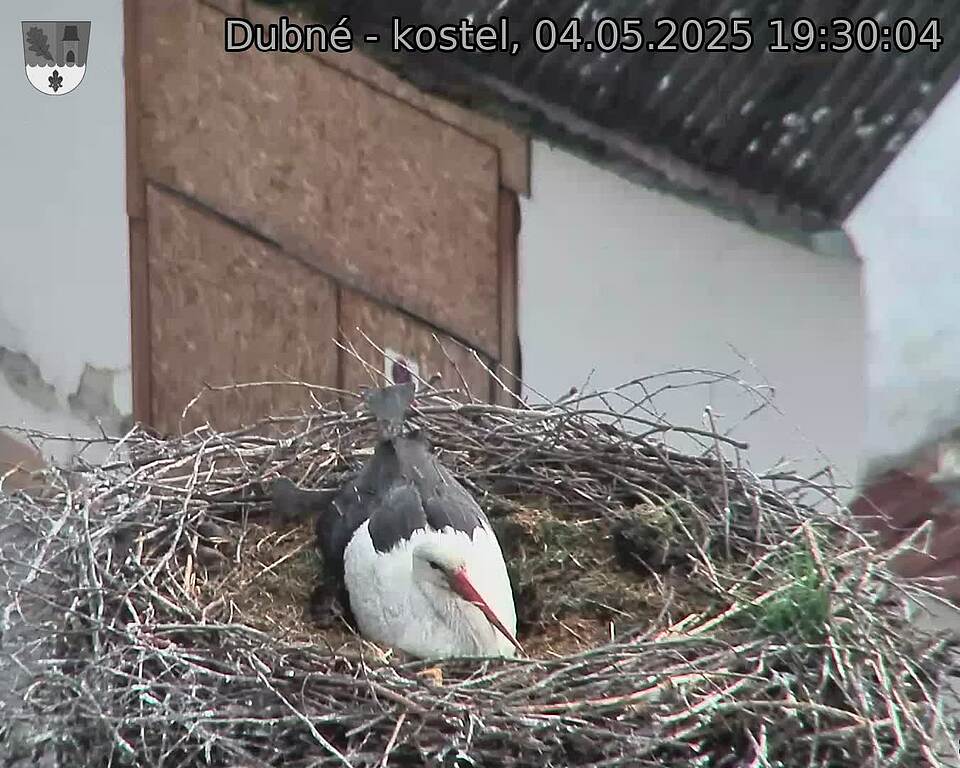 Capi_Dubne_20250504_193004.jpg (1350 x 1080)