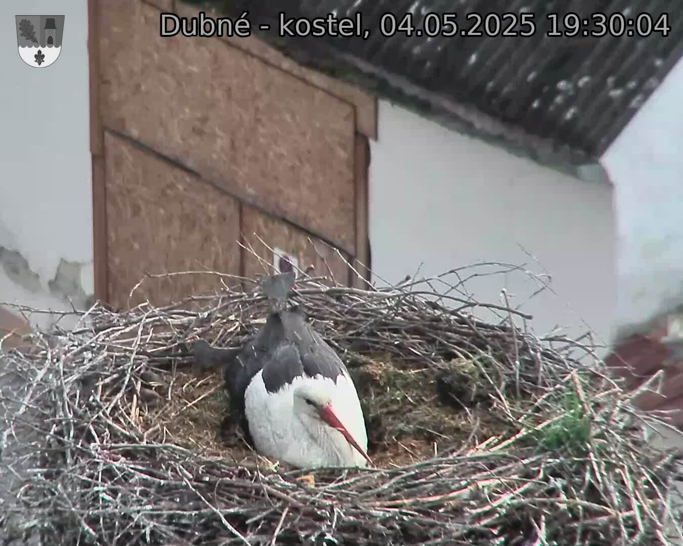 Capi_Dubne_20250504_193004.jpg (1350 x 1080)