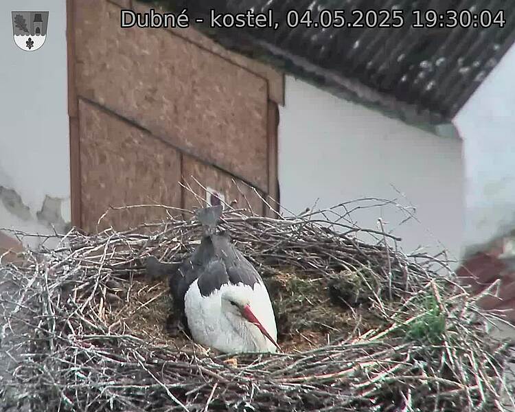 Capi_Dubne_20250504_193004.jpg (1350 x 1080)