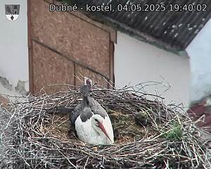Capi_Dubne_20250504_194002.jpg (1350 x 1080)