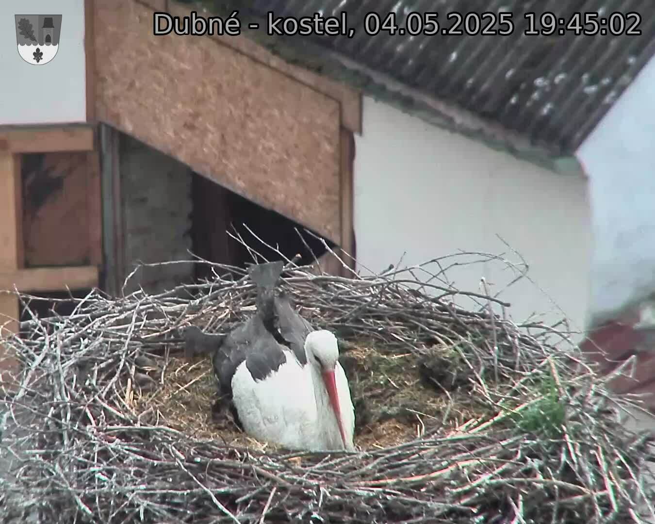 Capi_Dubne_20250504_194502.jpg (1350 x 1080)