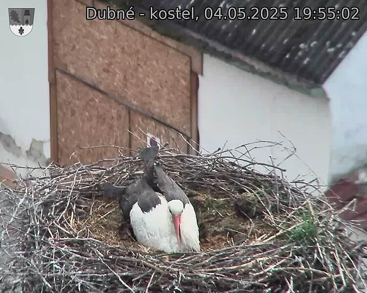 Capi_Dubne_20250504_195502.jpg (1350 x 1080)