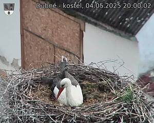 Capi_Dubne_20250504_200002.jpg (1350 x 1080)