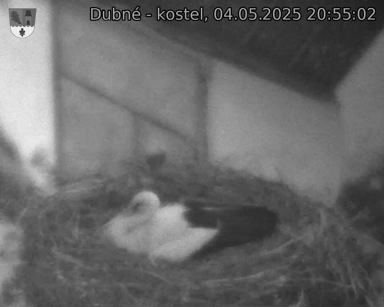 Capi_Dubne_20250504_205503.jpg (1350 x 1080)