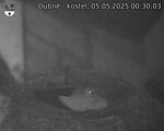 Capi_Dubne_20250505_003003.jpg