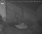 Capi_Dubne_20250505_004503.jpg