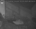 Capi_Dubne_20250505_005003.jpg