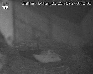 Capi_Dubne_20250505_005003.jpg (1350 x 1080)